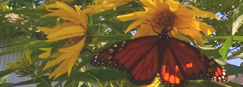 monarch 10 8 19 no frame.webp